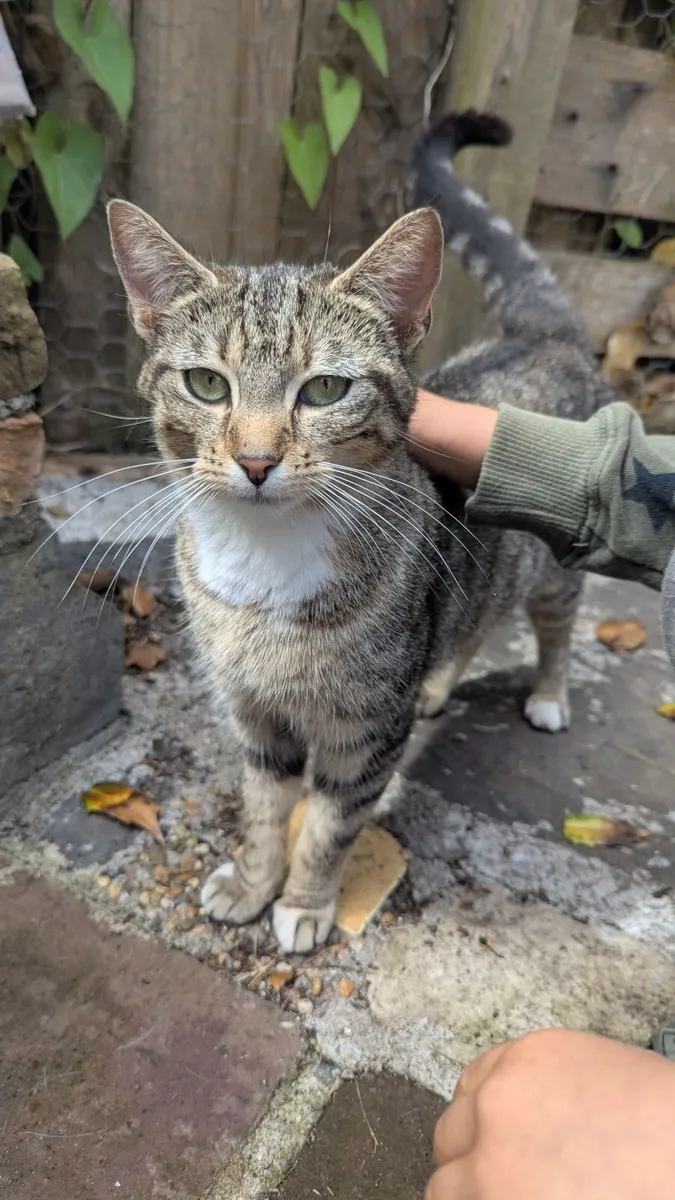 1 Cat and 2 Kittens - Image 3