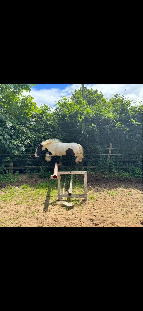 Horse - Image 1