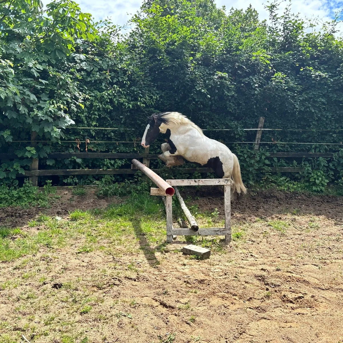 Horse - Image 2