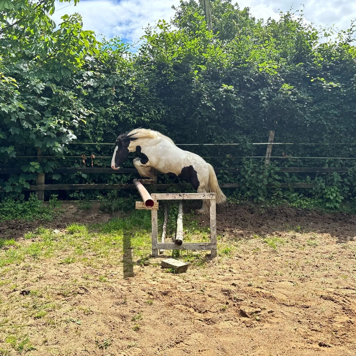 Horse - Image 3