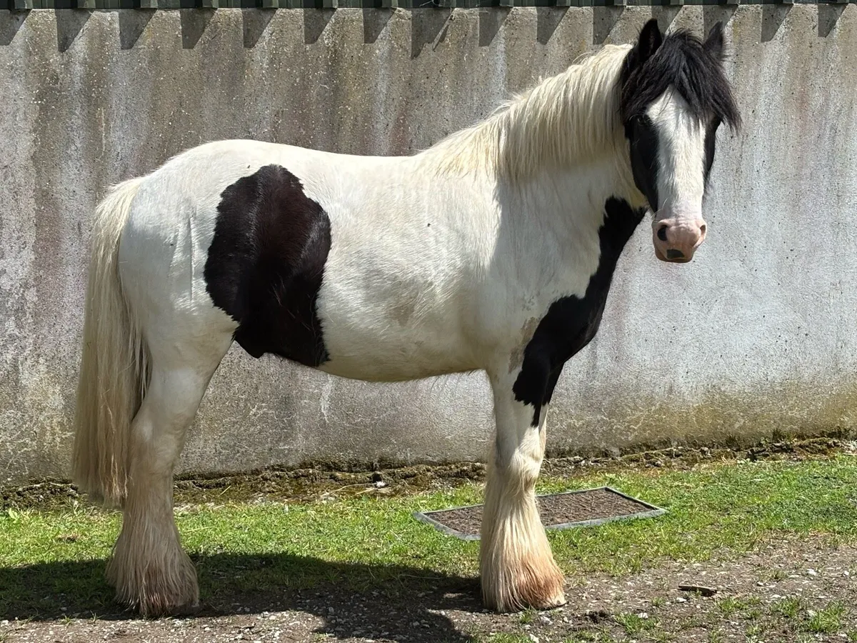 Horse - Image 4