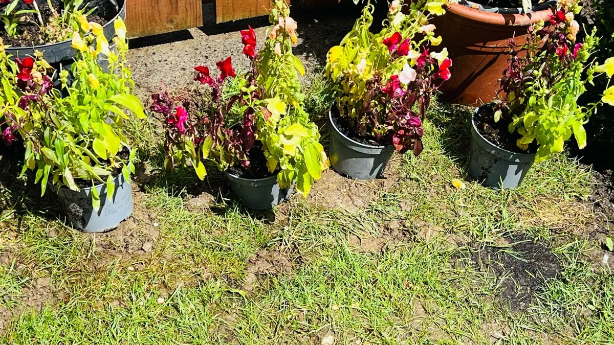 Plants (snapdragons)