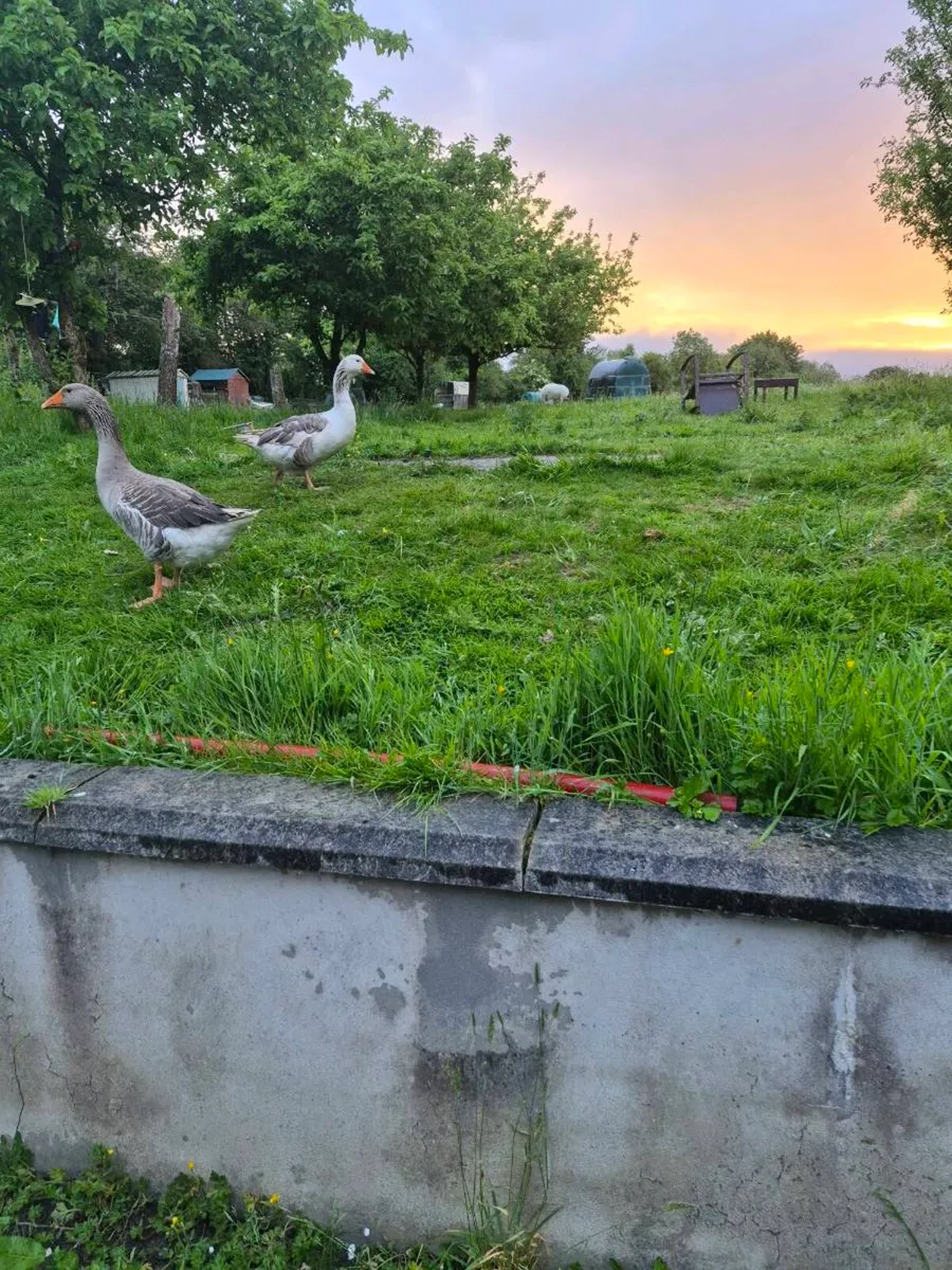Geese - Image 2