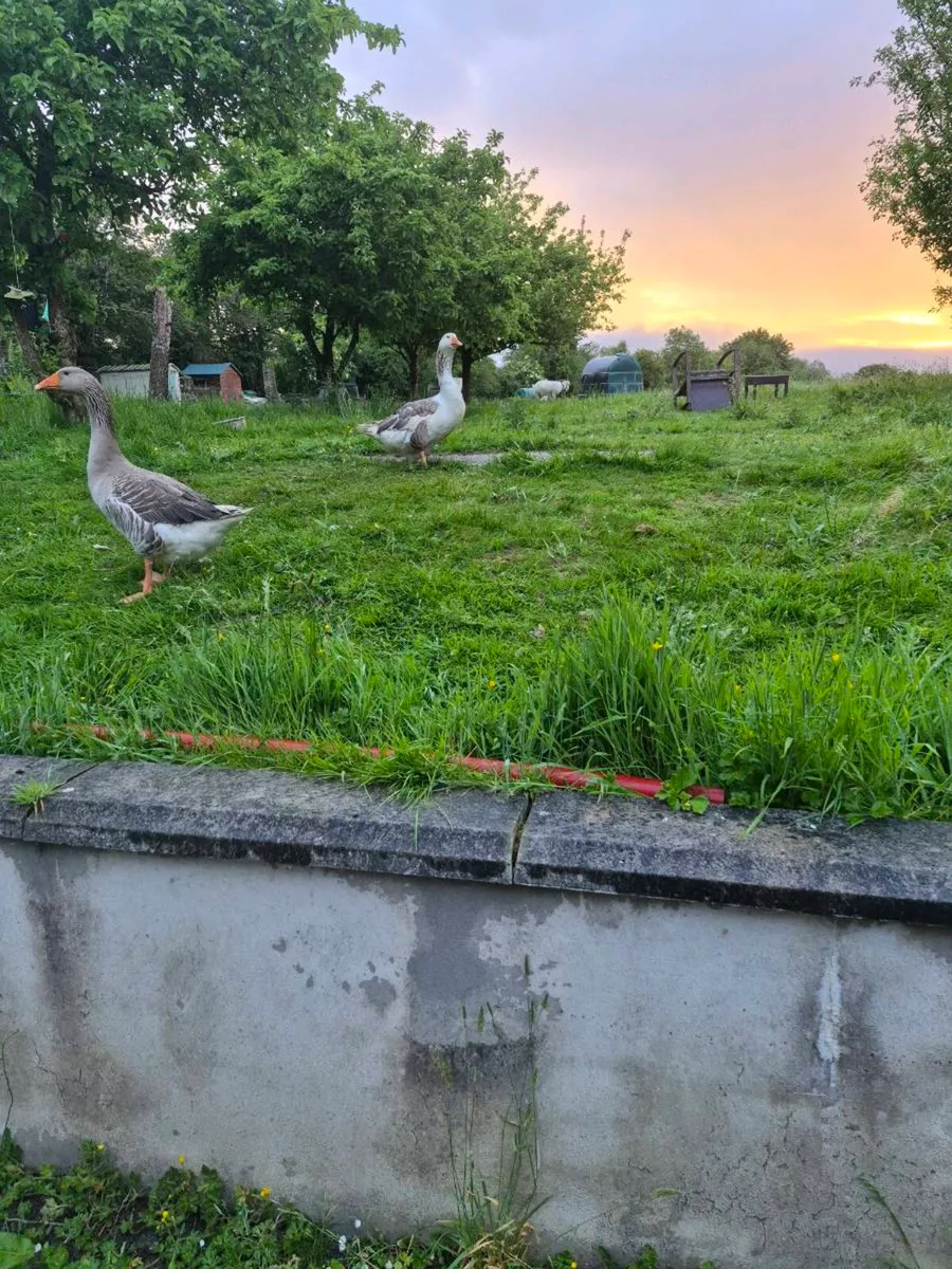 Geese - Image 1