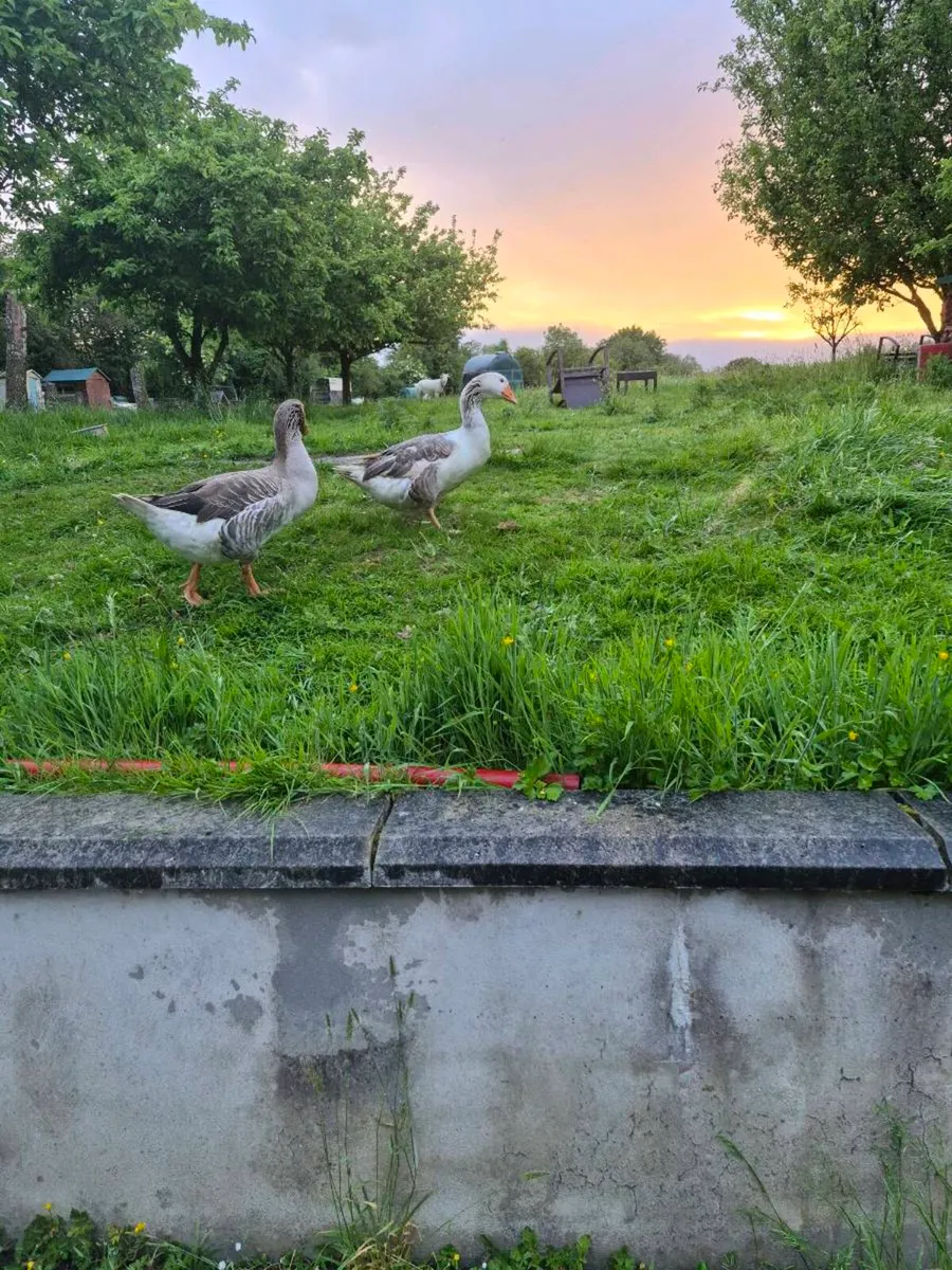 Geese - Image 4