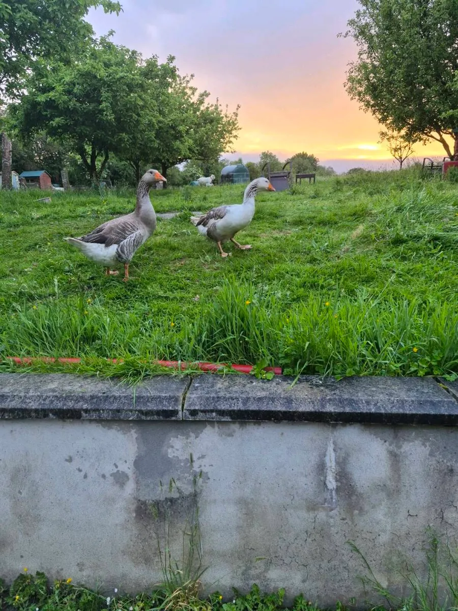 Geese - Image 3