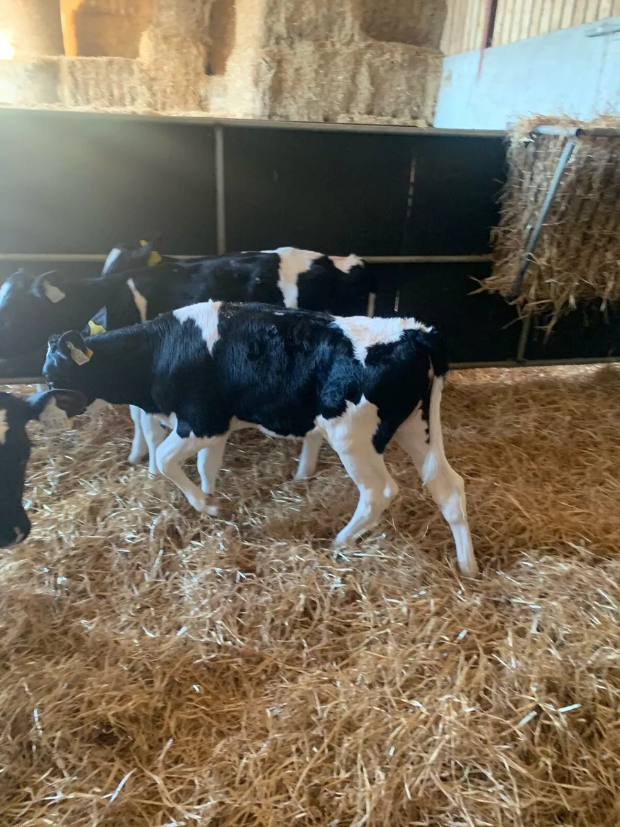 Fr heifer calves - Image 1