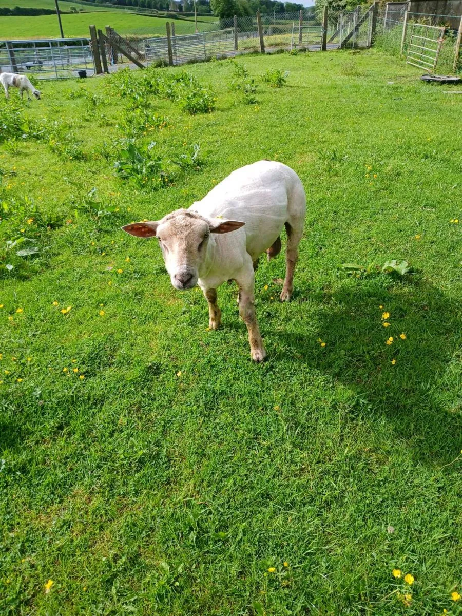 Charollais ram & llyen - Image 1