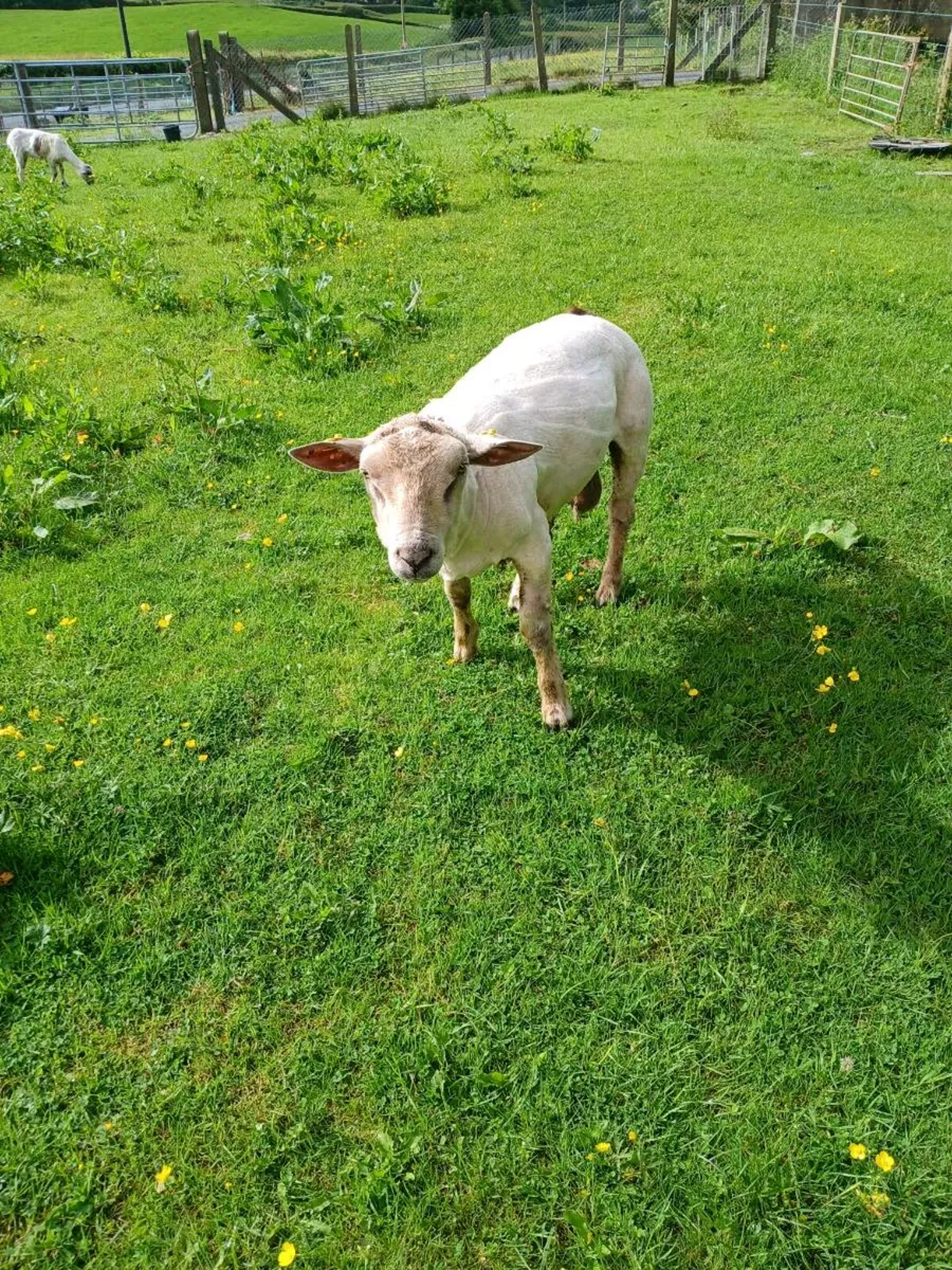 Charollais ram & llyen - Image 2