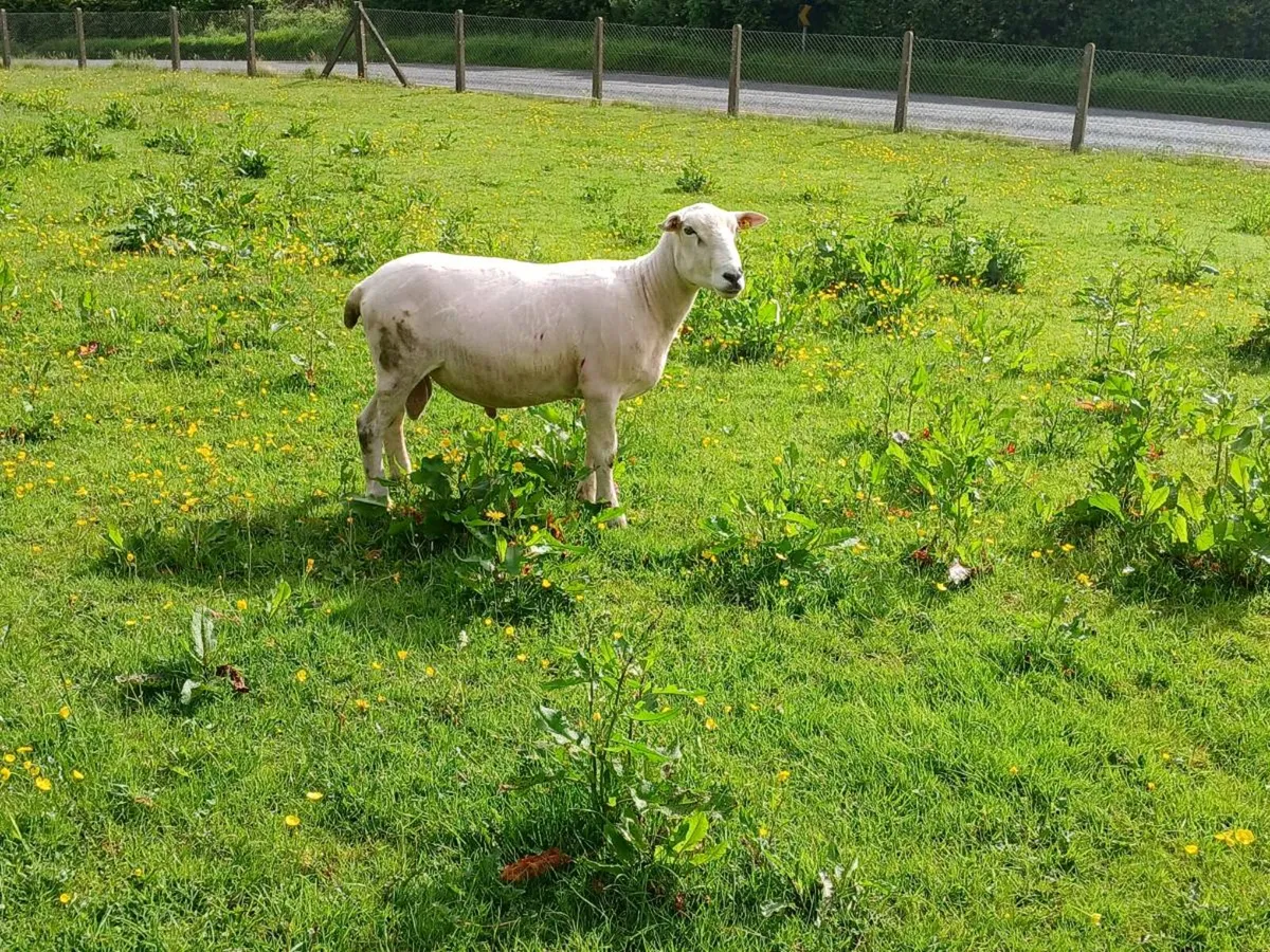 Charollais ram & llyen - Image 3