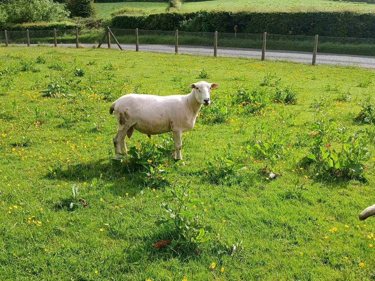 Charollais ram & llyen - Image 4