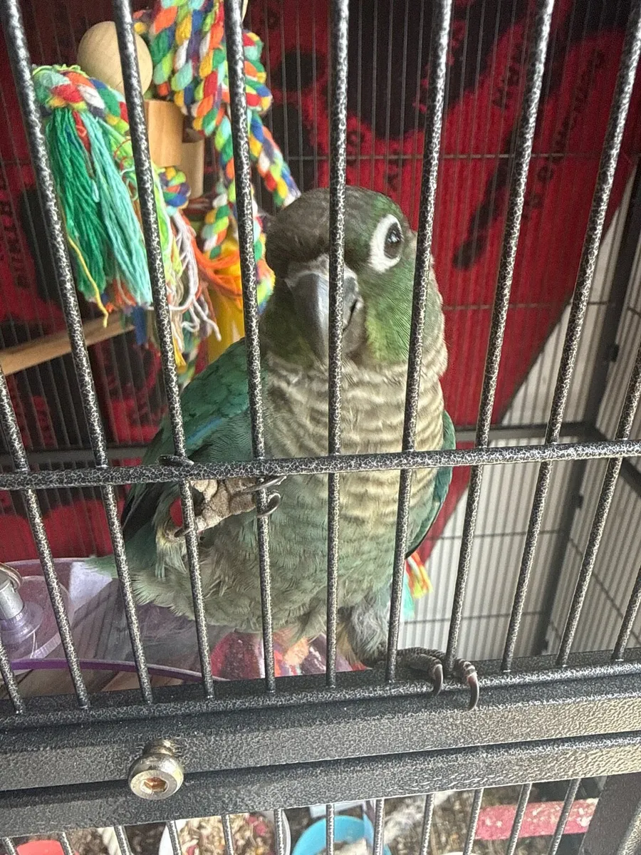2 hand tame commutes and cage - Image 2