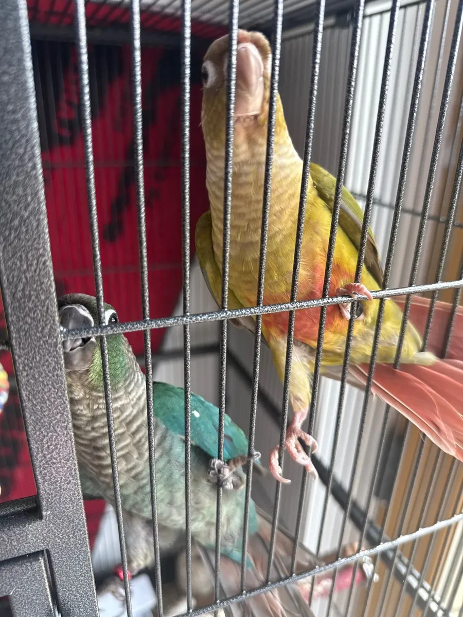 2 hand tame commutes and cage - Image 3