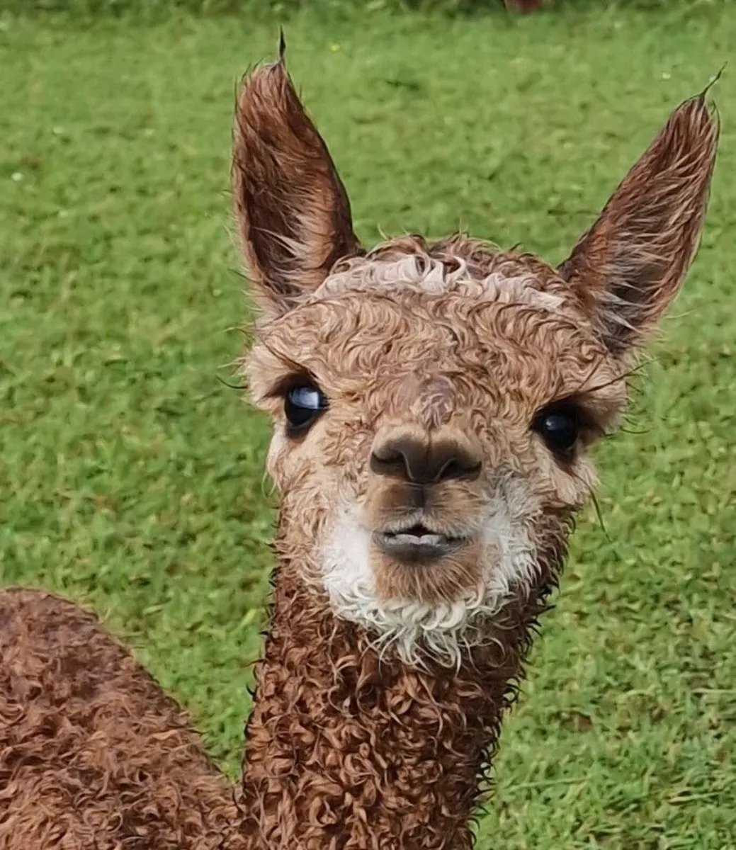 Mourne Alpacas CERTIFIED FREE TRAINING 4th July 26 - Image 3