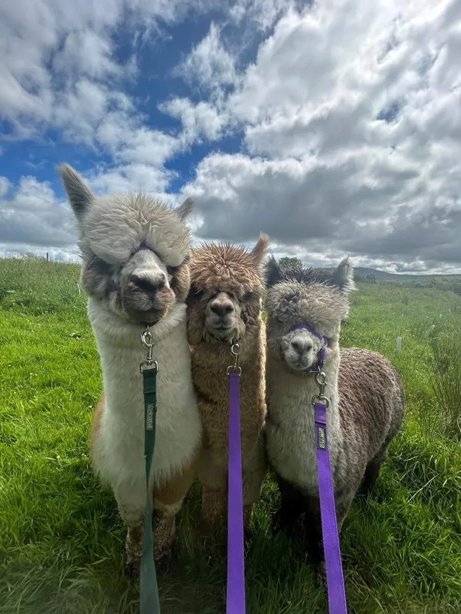 Mourne Alpacas CERTIFIED FREE TRAINING 4th July 26 - Image 4