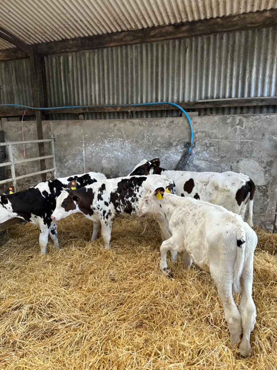 Friesian bulls - Image 2