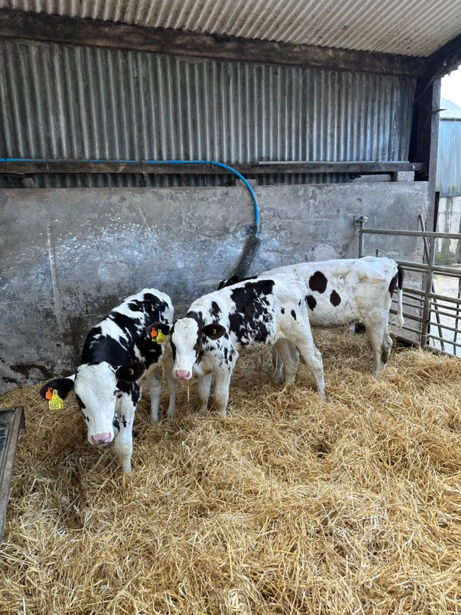 Friesian bulls - Image 3