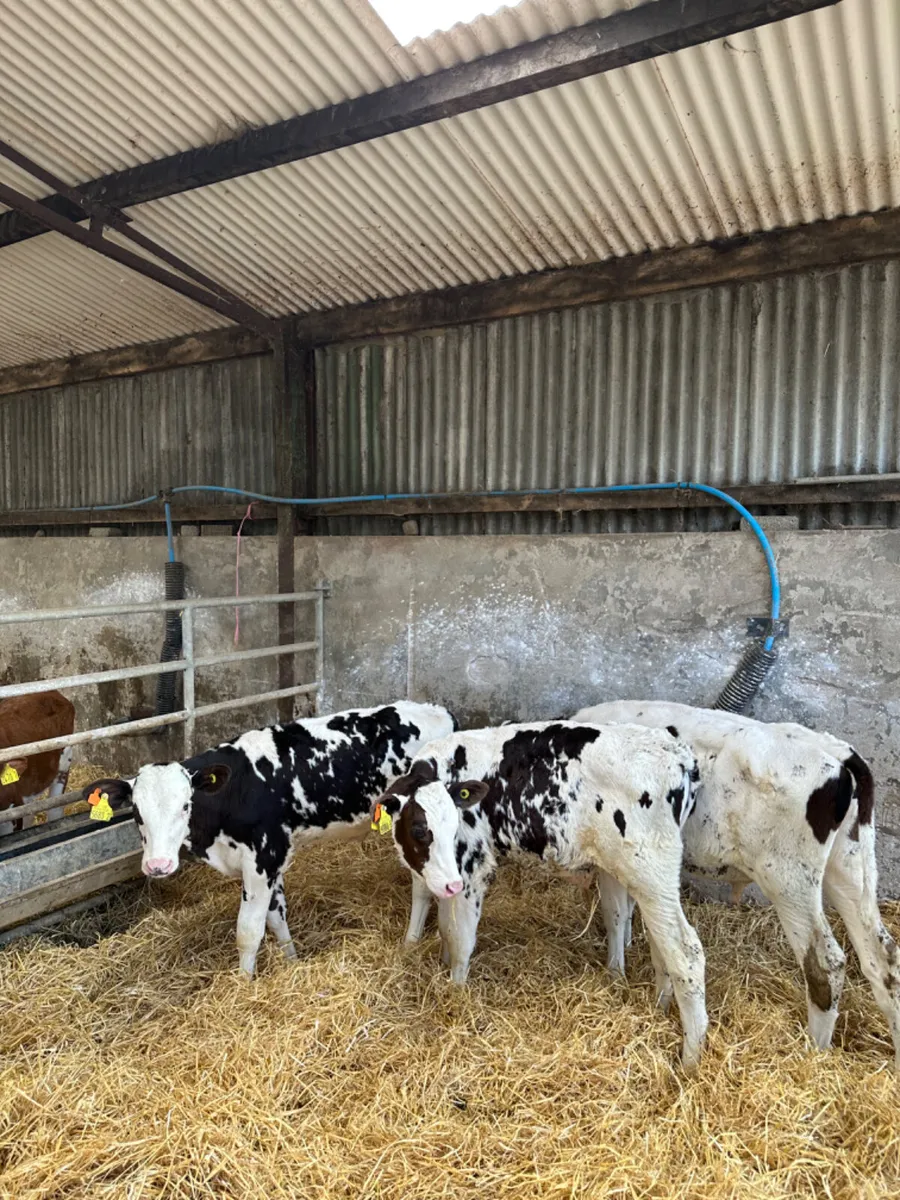 Friesian bulls - Image 4