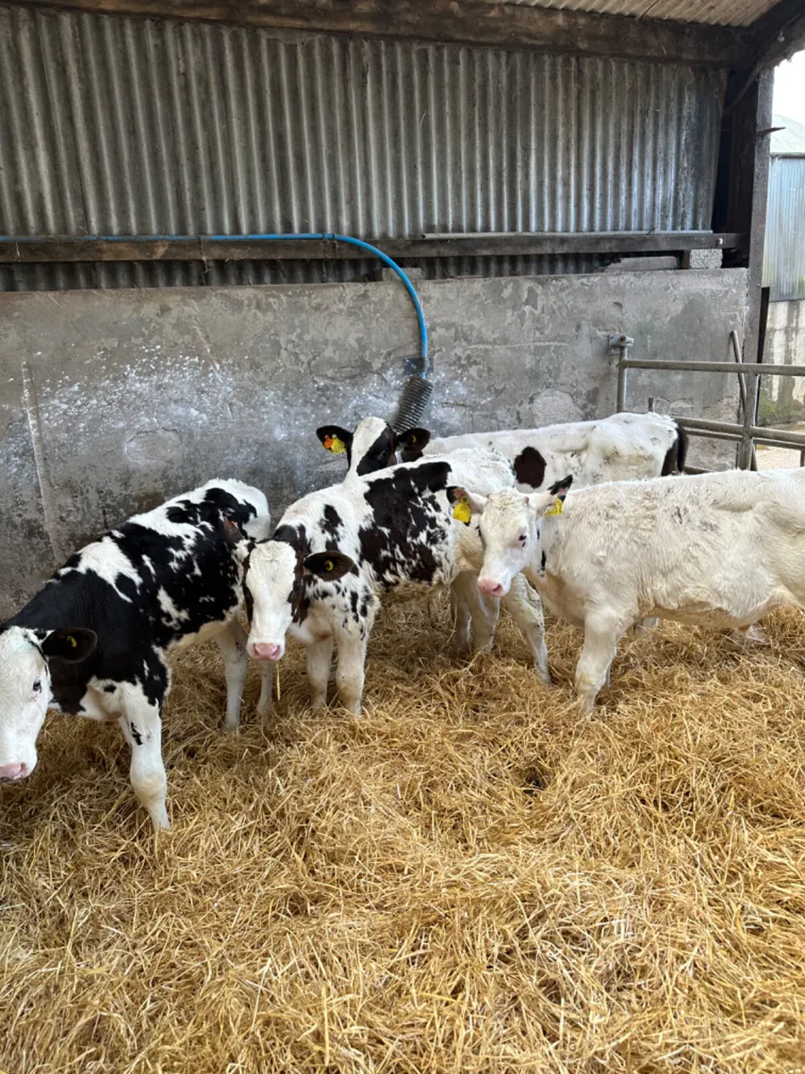 Friesian bulls - Image 1
