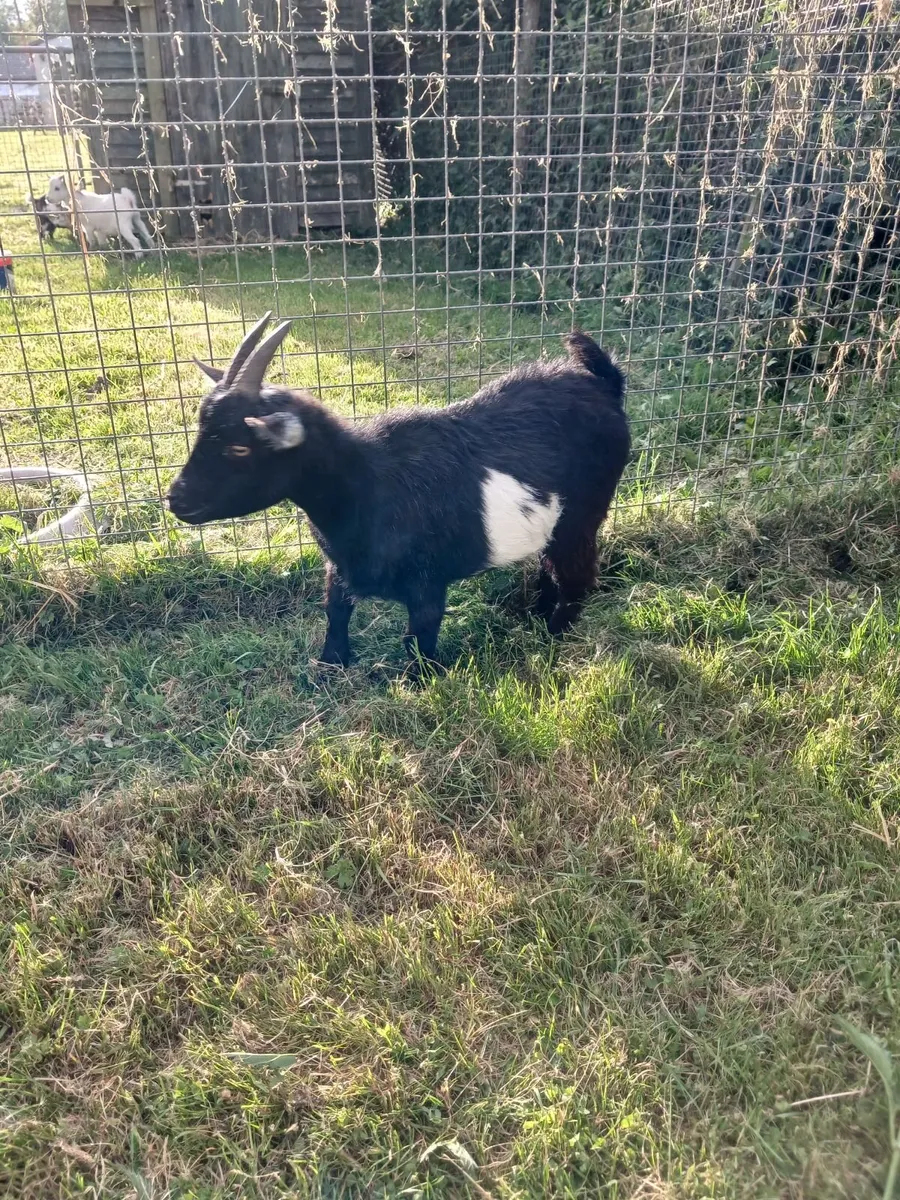 Pure Bred Female Pygmy Goat. - Image 1