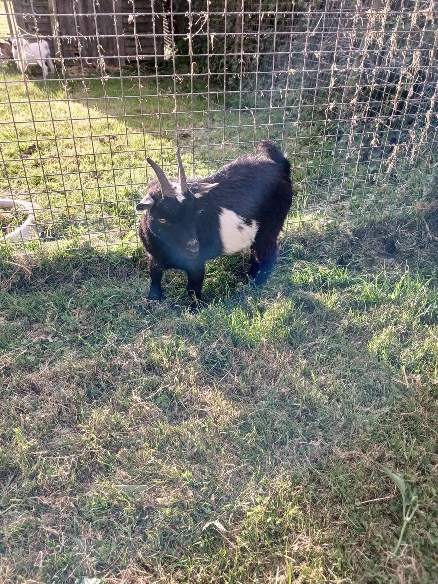 Pure Bred Female Pygmy Goat. - Image 2