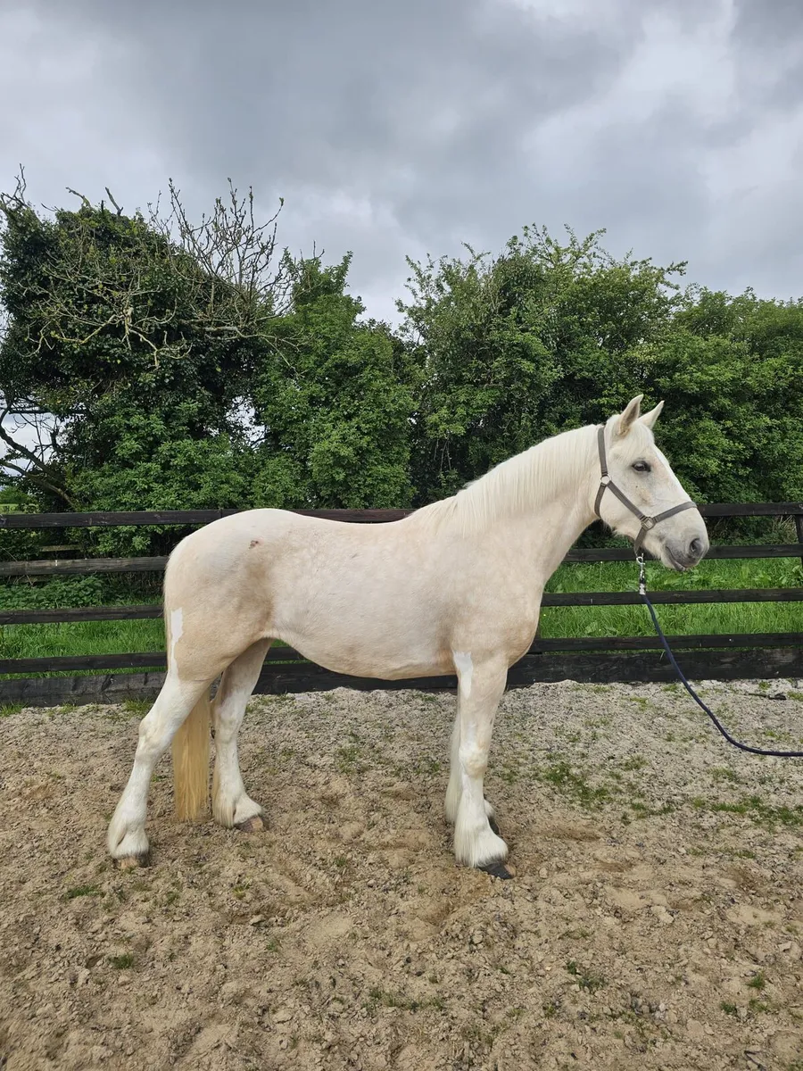 16h palomino cob mare - Image 1