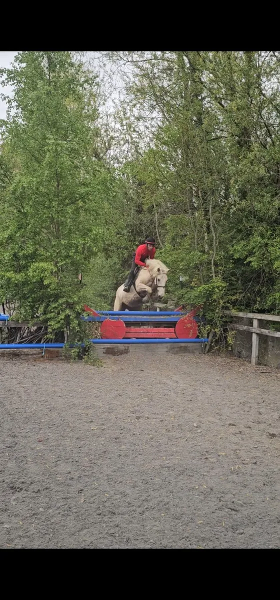 16h palomino cob mare - Image 2