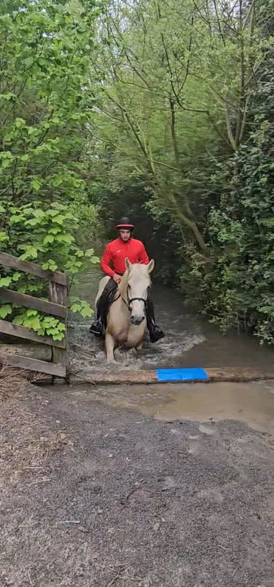 16h palomino cob mare - Image 3