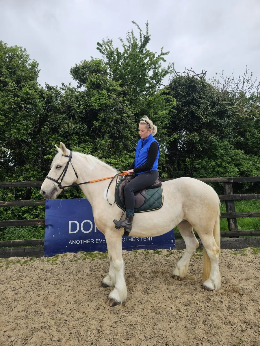 16h palomino cob mare - Image 4