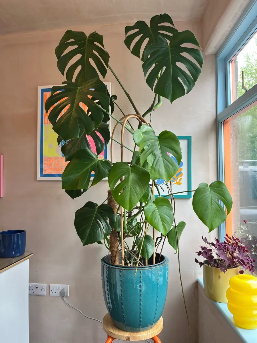Large Monstera deliciosa | Swiss cheese | €150