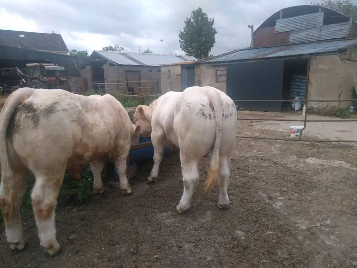 Charolais bulls - Image 1