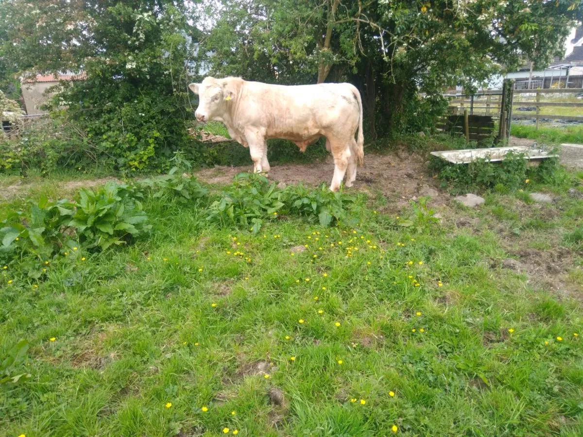 Charolais bulls - Image 2