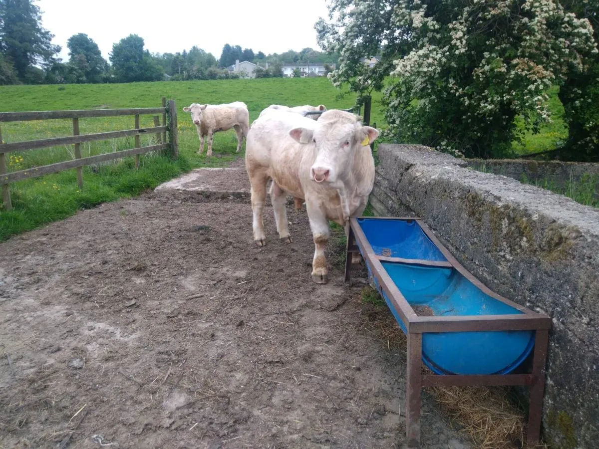 Charolais bulls - Image 3