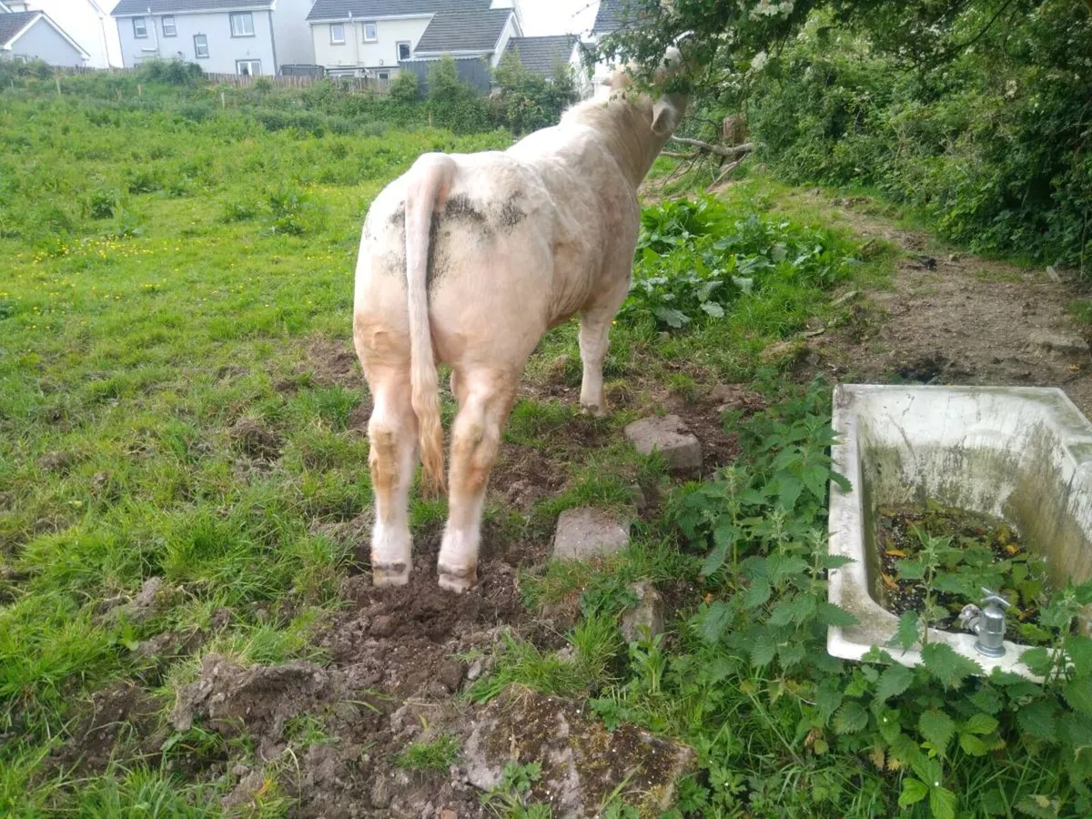 Charolais bulls - Image 4