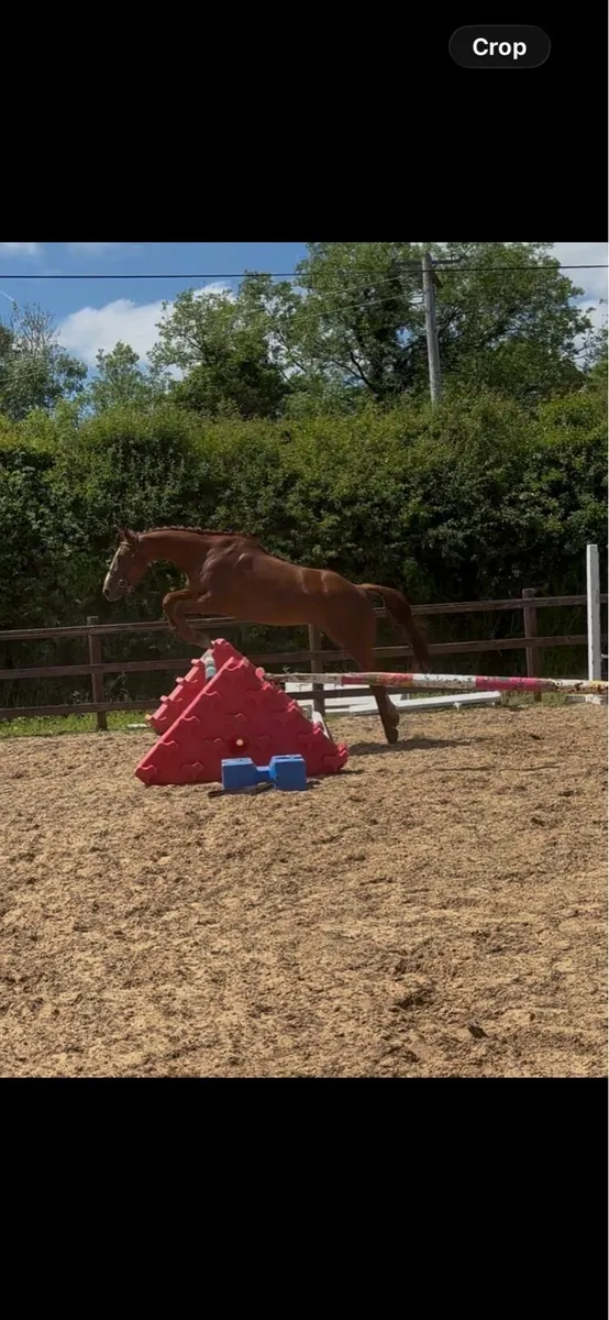 Gorgeous 15.1 TIH 5 year old mare - Image 1