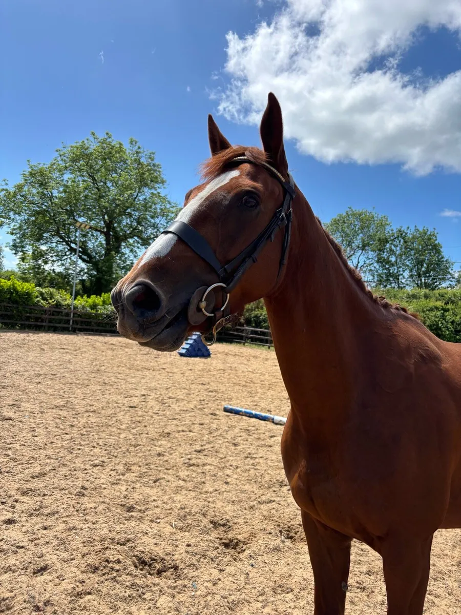 Gorgeous 15.1 TIH 5 year old mare - Image 2