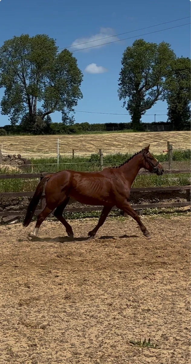 Gorgeous 15.1 TIH 5 year old mare - Image 3
