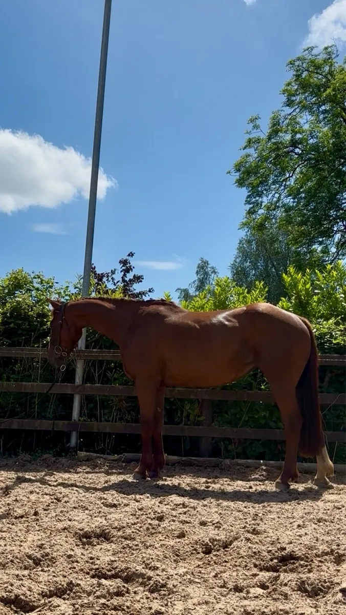 Gorgeous 15.1 TIH 5 year old mare - Image 4