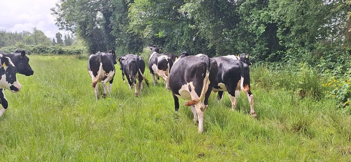 Springing heifers - Image 2