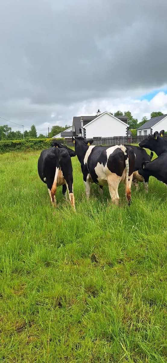Springing heifers - Image 3