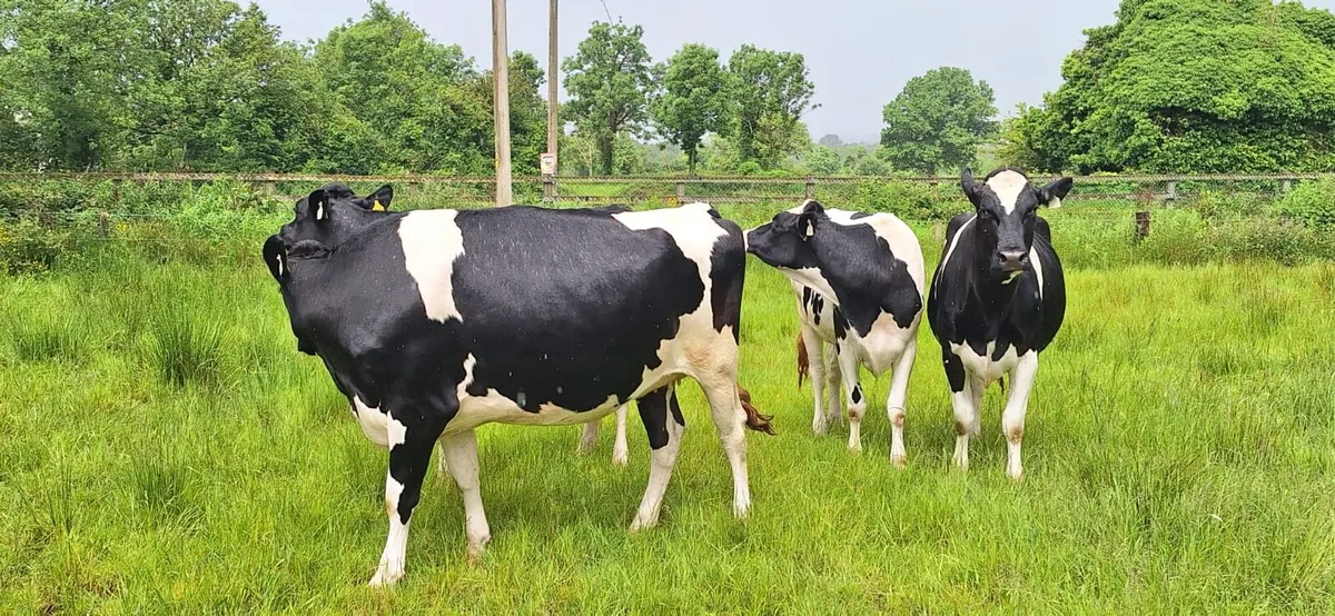Springing heifers - Image 1
