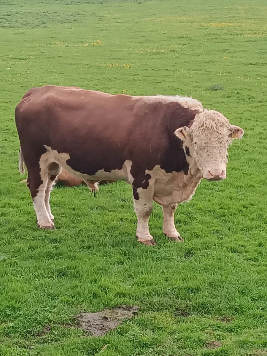 Hereford Bull - Image 1