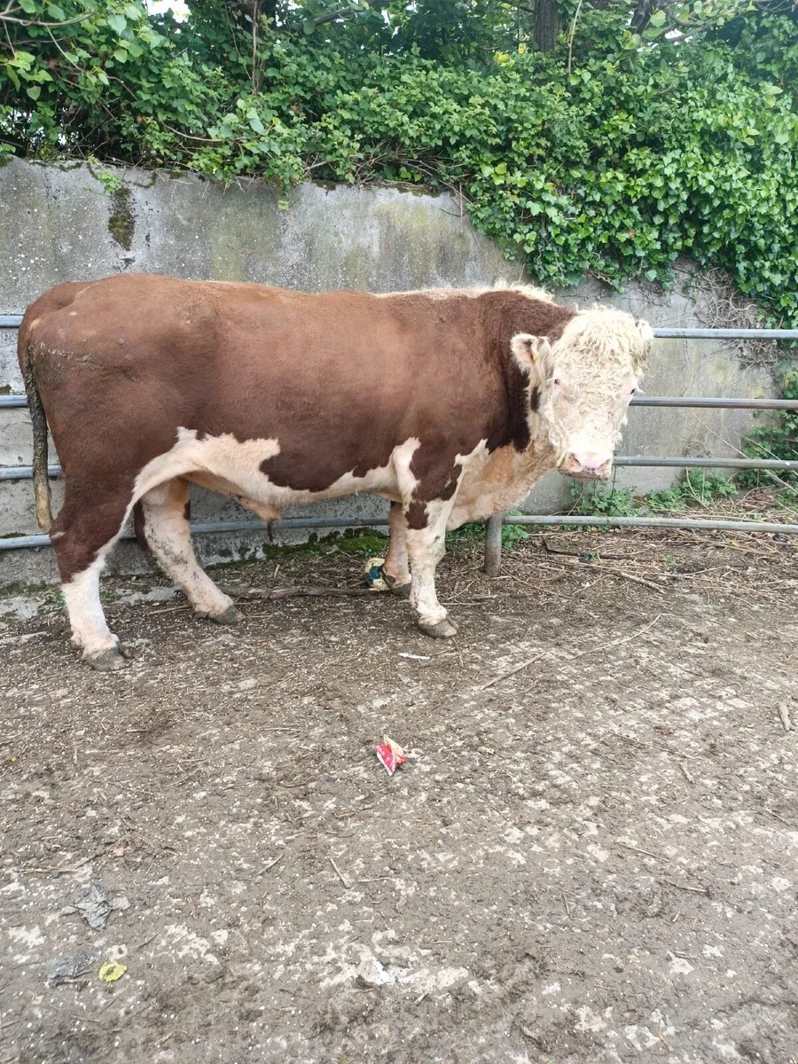 Hereford Bull - Image 2
