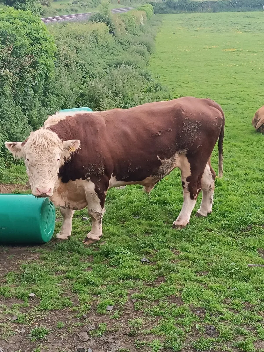 Hereford Bull - Image 3