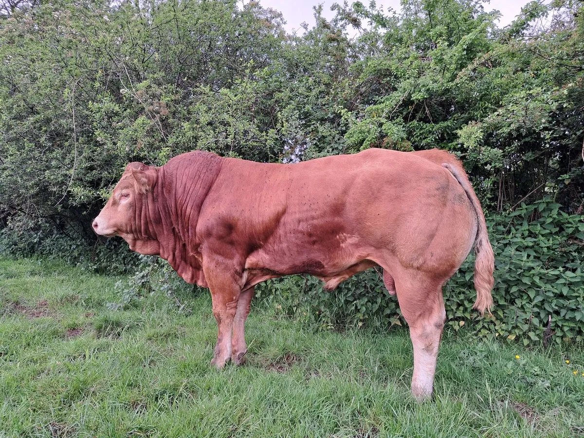 Bull  Grangeford Jo Jo - Image 2