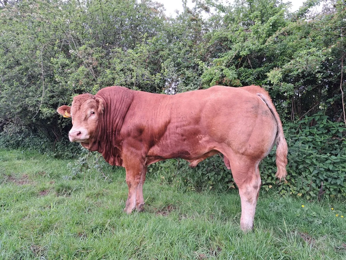 Bull  Grangeford Jo Jo - Image 3