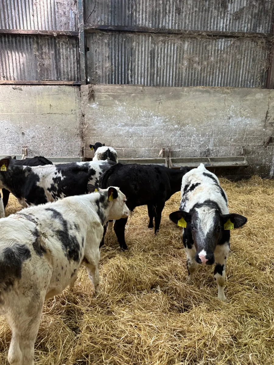 Blue Angus and lim bulls - Image 2