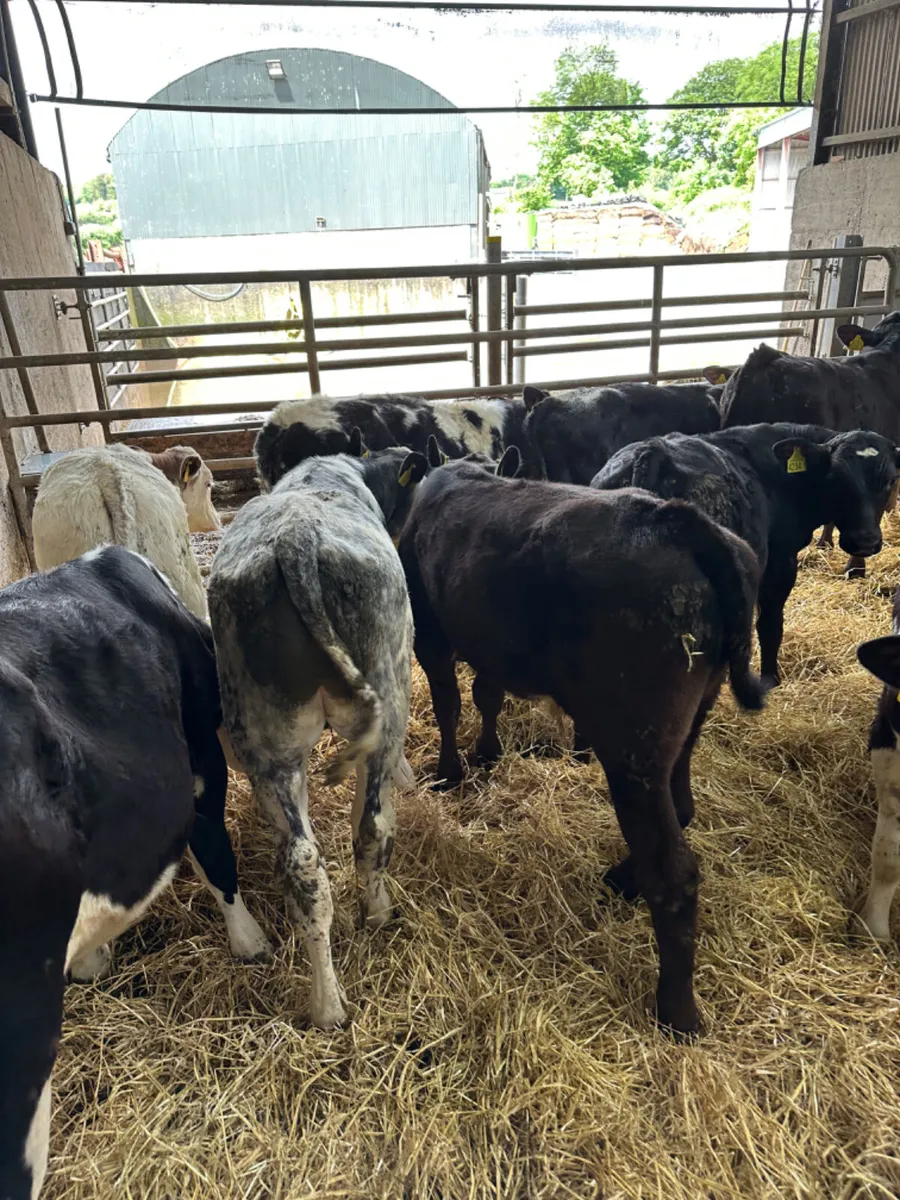 Blue Angus and lim bulls - Image 3