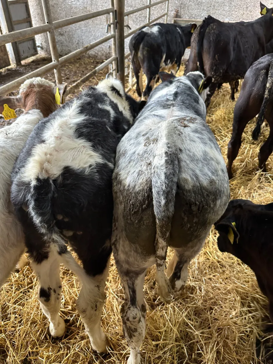 Blue Angus and lim bulls - Image 4