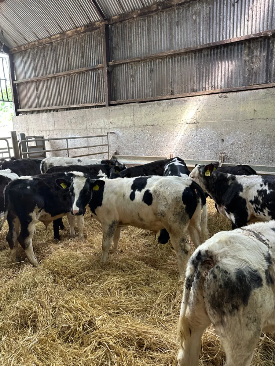 Blue Angus and lim bulls - Image 1